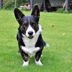 Welsh corgi cardigan Harley
