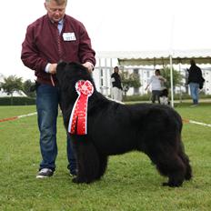 Newfoundlænder La Bella´s Youngster