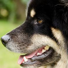 Finsk lapphund INTCH KBHV15 DKKV15 DKV16 Dreamlapin's Ainu