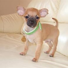 Chihuahua Rødebro's Zambo