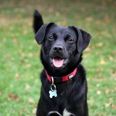 Blanding af racer Ludvig