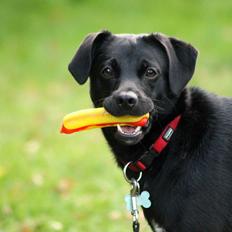 Blanding af racer Ludvig