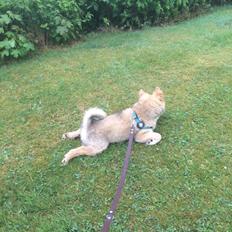 Islandsk fårehund Olaf