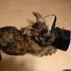 Cairn terrier Balder