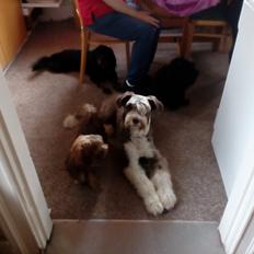 Bichon havanais Freya
