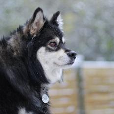 Finsk lapphund Gypsy