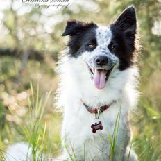 Blanding af racer Nova