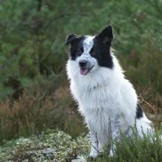 Blanding af racer Nova