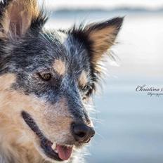 Australsk cattledog Turbo