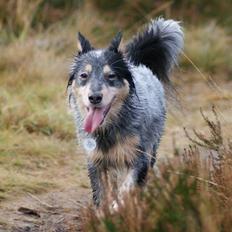 Australsk cattledog Turbo