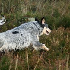 Australsk cattledog Turbo