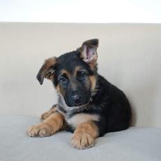 Schæferhund Diego