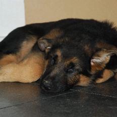Schæferhund Diego