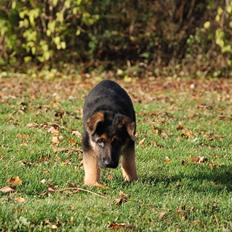 Schæferhund Diego