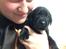 Labrador retriever Topper