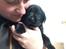 Labrador retriever Topper