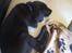 Labrador retriever Topper