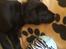 Labrador retriever Topper