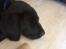 Labrador retriever Topper