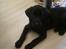Labrador retriever Topper