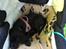 Labrador retriever Topper