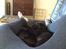 Labrador retriever Topper