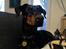Dobermann Raphaels Fleur R.I.P <3