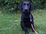 Labrador retriever Enya