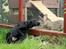 Labrador retriever Enya