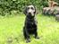 Labrador retriever Enya