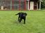 Labrador retriever Enya