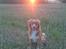 Nova scotia duck tolling retriever Redborn first Contact (Dixie) [Himmelhund] - Min glade og selvtilfredse pige efter spor d. 8/9 -16