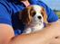 Cavalier king charles spaniel Zika - 11/9-2016 - 10 uger
