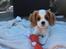 Cavalier king charles spaniel Zika - 11/9-2016 - 10 uger