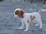 Cavalier king charles spaniel Zika - 11/9-2016 - 10 uger