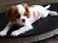 Cavalier king charles spaniel Zika