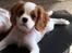 Cavalier king charles spaniel Zika