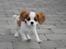Cavalier king charles spaniel Zika - 11/9-2016 - 10 uger