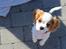 Cavalier king charles spaniel Zika - 11/9-2016 - 10 uger