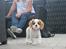 Cavalier king charles spaniel Zika - 11/9-2016 - 10 uger