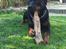 Rottweiler Jason - Her er Jason med sin elskede gnavepind