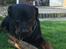 Rottweiler Jason