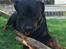 Rottweiler Jason