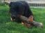Rottweiler Jason