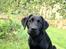 Labrador retriever Enya