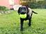 Labrador retriever Enya