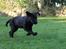 Labrador retriever Enya