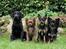 Labrador retriever Enya