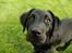 Labrador retriever Enya