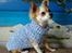 Chihuahua Maggie